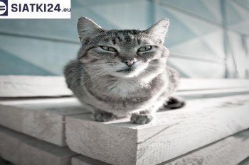 Siatki Lubartów - Siatka na balkony dla kota i zabezpieczenie dzieci dla terenów Lubartowa
